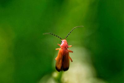 Close-up of insect on flower