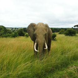 View of elephant on field