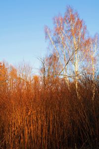 Trees in field against clear sky