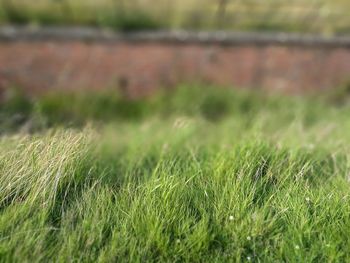 Close-up of wheat growing on field