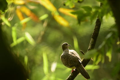 Close-up of bird perching on branch