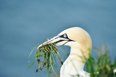 Cropped hand holding flower