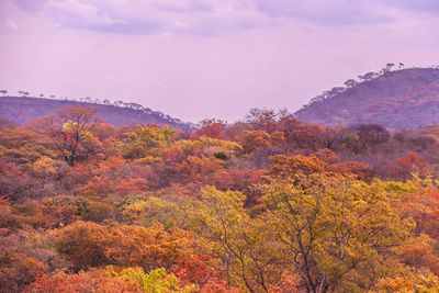 Trees and plants against sky during autumn