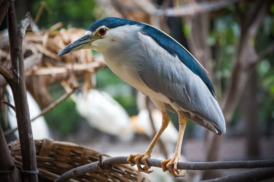 Close-up of bird perching on branch