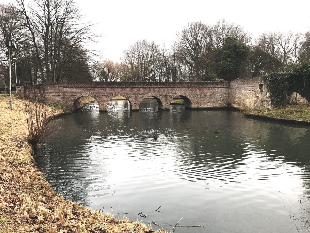 water, reflection, tree, outdoors, day, no people, nature, sky, bridge - man made structure, animal themes, architecture