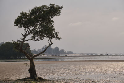 Tree on beach against sky