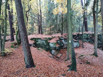 Trees growing in forest during autumn