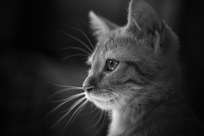 Close-up of cat looking away