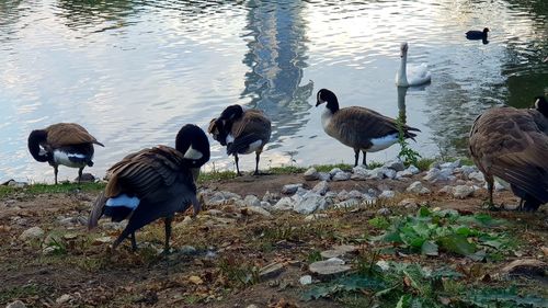 Flock of birds on lakeshore