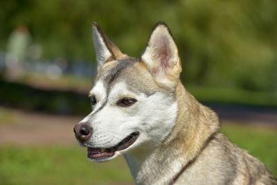 Close-up of dog