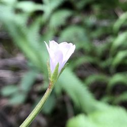 Close-up of flower against blurred background