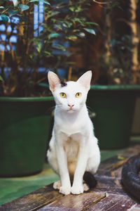 Portrait of cat sitting on table