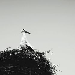 Low angle view of bird perching on nest against clear sky