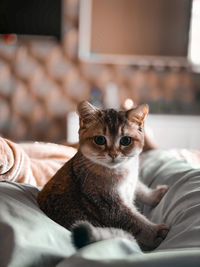 Portrait of cat relaxing on bed at home
