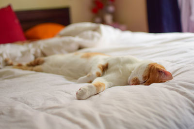 Cat lying on bed