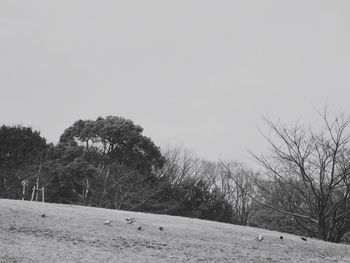 Trees on landscape