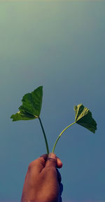 Close-up of hand holding leaves against white background