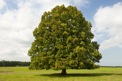 Tree on field against sky