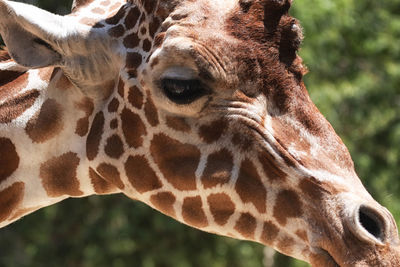 Close-up of giraffe in zoo