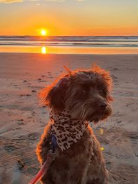 Dog on beach during sunset