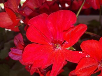 Close-up of red flower