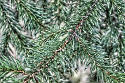 Close-up of pine tree