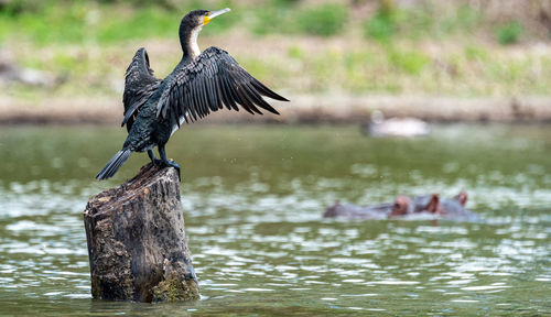 Bird flying over wooden post in lake