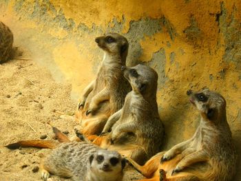 Close-up of meerkats sitting outdoors