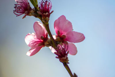 Low angle view of pink cherry blossoms against sky