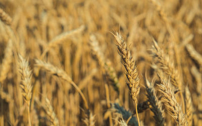 Close-up of stalks in field