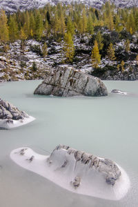 Frozen lake amidst trees during winter