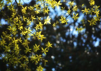 Low angle view of leaves on tree