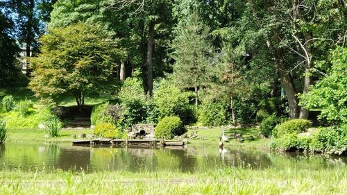 Scenic view of lake in forest