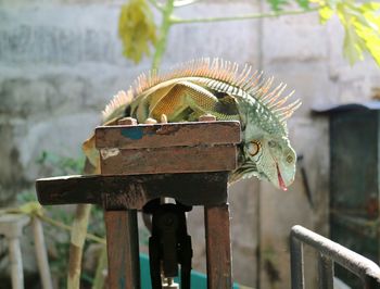 Close-up of iguana