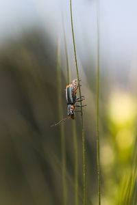 Close-up of insect on plant