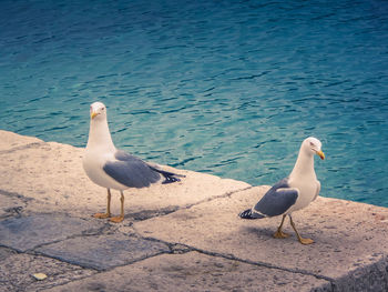 High angle view of seagulls on beach