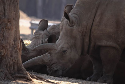 Close-up of rhinoceros 