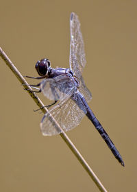 Close-up of dragonfly on twig