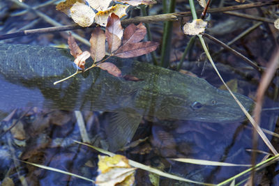 Close-up of dry leaves on ground