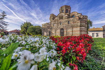 Red flowering plants by old church building against sky