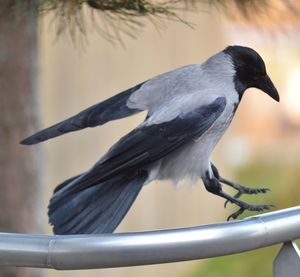 Close-up of bird perching outdoors