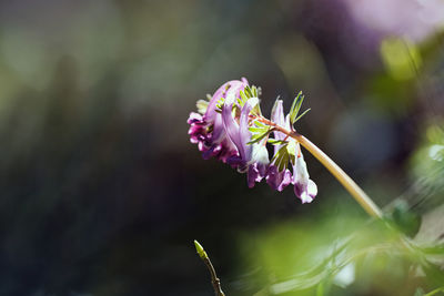 Close-up of pink flowering plant