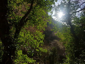 Trees in forest