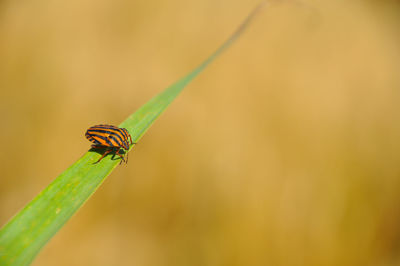 Close-up of insect on plant