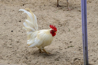 Close-up of rooster on field
