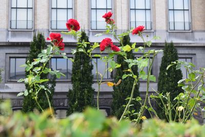 Flowers blooming against building