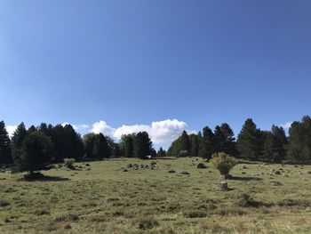 View of trees on field against sky