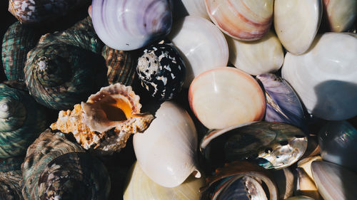 Full frame shot of sea shells