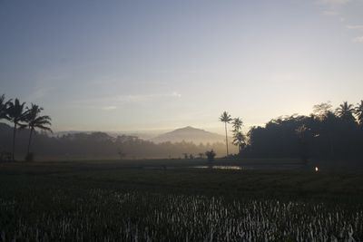 Silhouette trees on field against sky