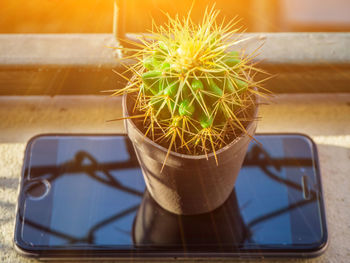 Close-up of potted plant on table